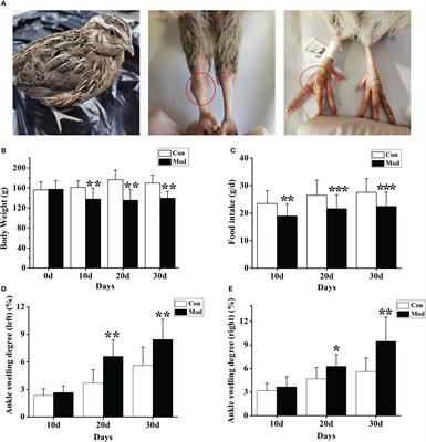 Overnutrition-induced gout: An immune response to NLRP3 inflammasome dysregulation by XOD activity increased in quail